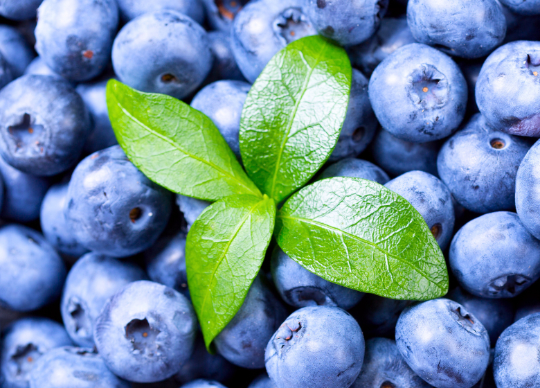 Cool temperatures delay the peak harvest of Moroccan blueberries